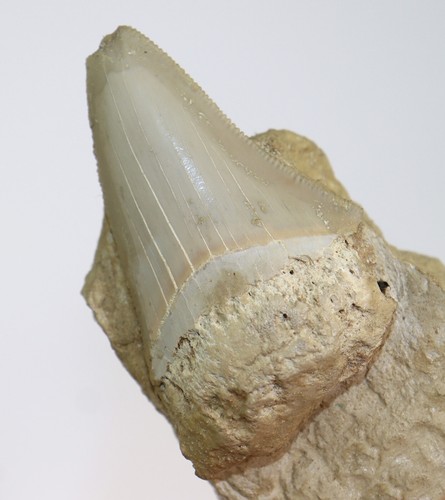 Haizahn, Carcharodon sp., Terziario, Pliocene, Puglia, Lecce, Italia- f637 - Foto 3 di 7