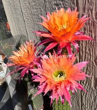 Echinopsis Hybrids Super Apricot Rooted Plants Cactus Succulent