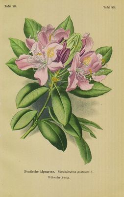 Pontischer Rhododendron (Rhododendron ponticum) Alpenrose LITHOGRAPHIE v.  1910 | eBay