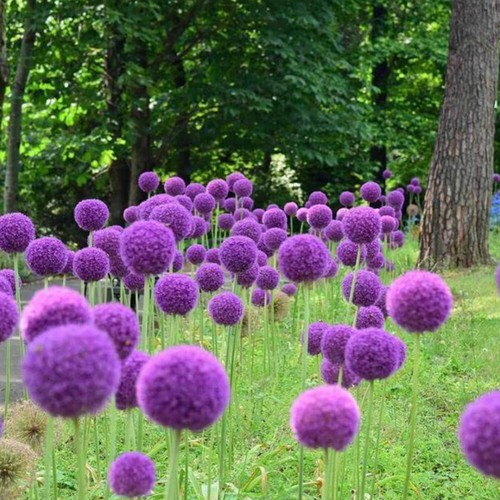 Allium Se-eds Allium Giganteum Flor See-ds Cebolla Verde See-ds 200 un. - Imagen 12 de 13