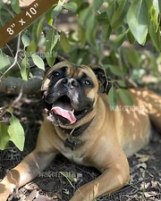 Bullmastiff lounging in the shade smiling contentedly 8x10 Print