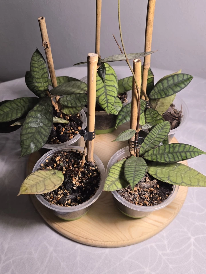 Hoya Callistophylla - Image 2 of 4