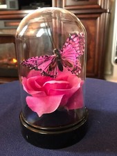 Pink Rose with Pink Butterfly in a 6" plastic dome casing.