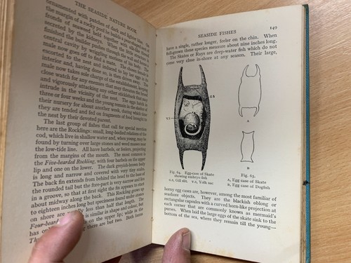 1956 "IL LIBRO DELLA NATURA AL MARE" ERIC FITCH DAGLISH ILLUSTRATO HB LIBRO (P3) - Picture 16 of 21