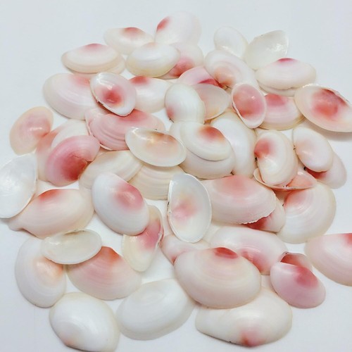 Pink Clam Sea Shells, 4 OZ Apprx. 70 PC Shells, 1 Inch ~ 1-7/8 Inch - Picture 2 of 2
