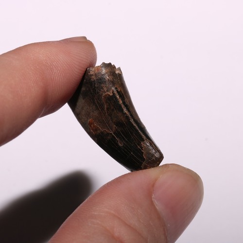 Dente Tyrannosaurus Rex da Hell Creek Formazione Cretaceo - 66 milioni di anni - Foto 6 di 13