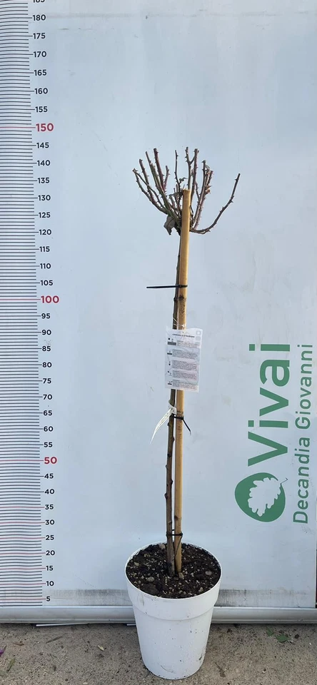 PIANTA DI ROSA ALBERELLO BARNI VASO BIANCO (foto reali) COLORI MIX - Immagine 2 di 2