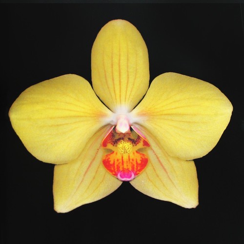 Orchidelirium by Harold Feinstein Hardcover DJ 117 Full Color/Page Plates 1st Ed - Picture 8 of 11