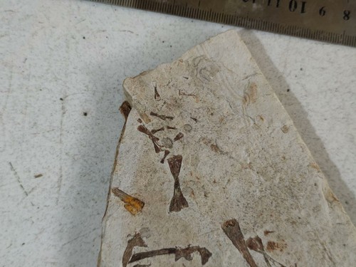 exquisite Insektenfossilien aus der Jura Daohugou Zeit A03 - Bild 2 von 6