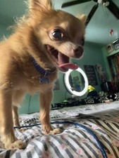 Luxury Dog And Cat Rhinestone Collar