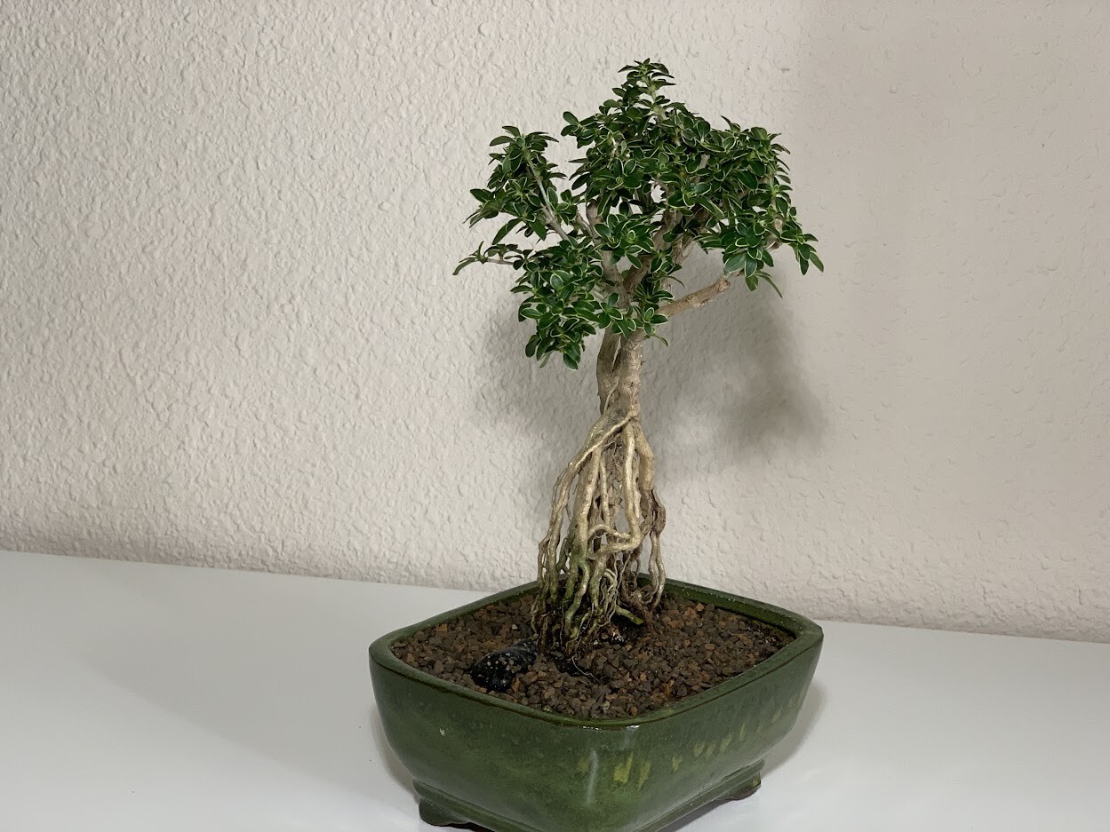 Picture 4 of 5