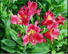 Alstroemeria inticancha Doba Plant Perennial Long Flowering 1 x 2