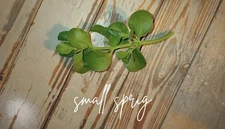 Fresh Cut Live Mistletoe Sprig