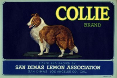 Tustin Rover Collie Dog Orange Citrus Fruit Crate Box Label Vintage Art Print