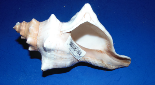 5 to 7" STRIPED FOX SEA SHELL BEACH DECOR AQUARIUM NAUTICAL TROPICAL CRAFT - Picture 4 of 11