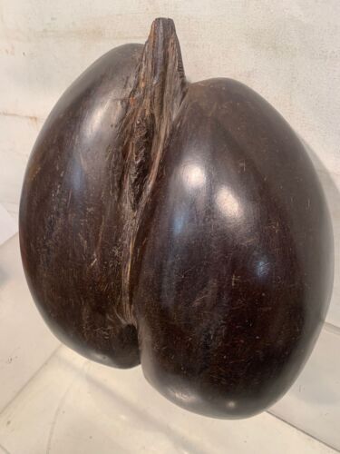 Coco De Mer misura grande - Foto 9 di 16