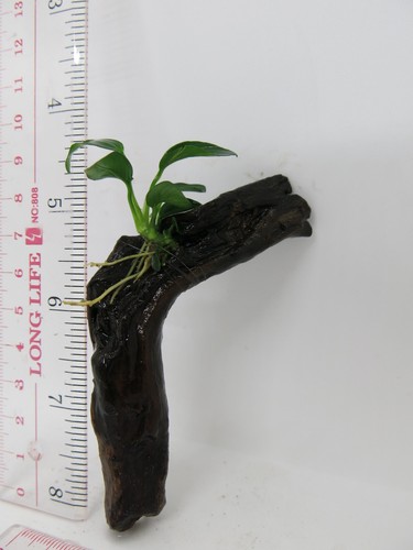 Anubias Nana on Driftwood /Bogwood /Pine cone Freshwater tropical aquarium plant - Picture 40 of 52