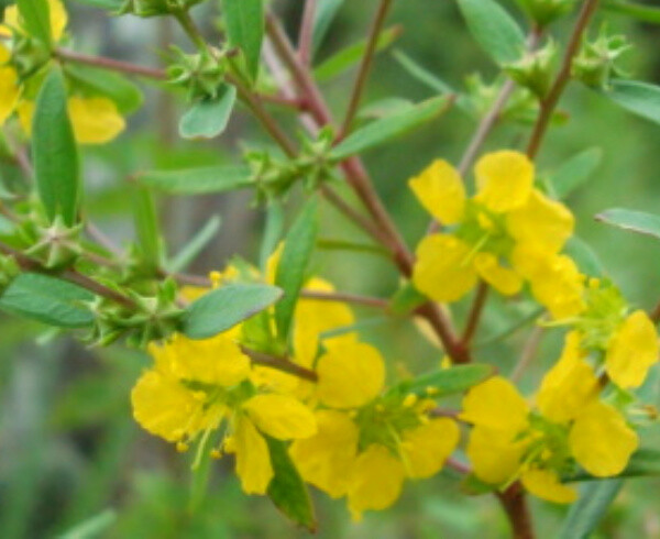Heimia salicifolia SINICUICHI SUN OPENER 50+ Seeds AZTEC SHAMAN VISIONARY SHRUB Heimia salicifolia SINICUICHI SUN OPENER 50+ Seeds AZTEC SHAMAN VISIONARY SHRUB