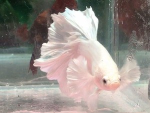 Peces Vivos Betta Macho Dumbo Blanco Hm 823 Ebay Peces Vivos Betta Macho Dumbo Blanco Hm 823 Ebay