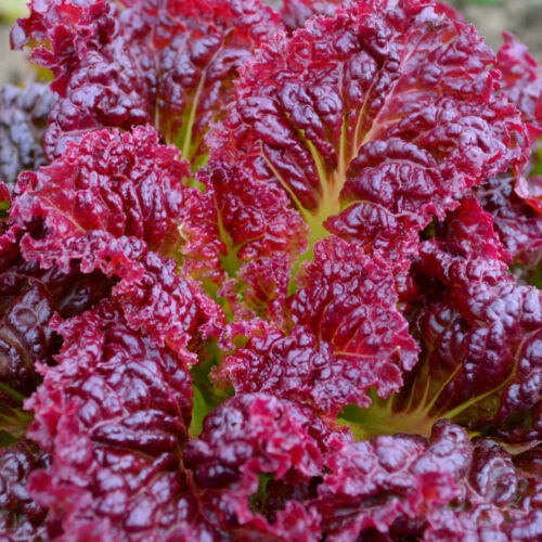 Garden Seeds - Non GMO -Vegetable, Herb, and Fruit Seeds -Fresh -USA Grown Seeds - Picture 21 of 207
