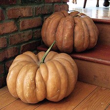 Fairytale Pumpkin Seeds Heirloom Non-GMO, Tracking Included, Unique Pumpkin