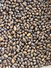 1  lb  2025 White Oak Acorns Feeding squirrels 🐿️ Deer 🦌 planting tree 🌳  