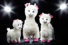 Schaffer Plüschtiere Lama Loretta 22 cm