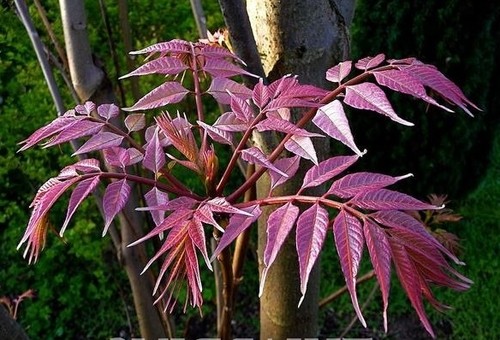 Toona sinensis (Chinese Mahogany / Cedar) 10 Tree Seeds •RARE Bonsai Garden UK - Picture 5 of 7