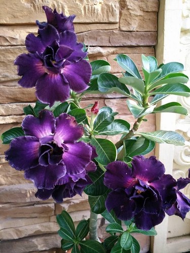4 Purple Desert Rose Seeds Adenium Flower Perennial Flowers Seed 212 US SELLER - Picture 10 of 12