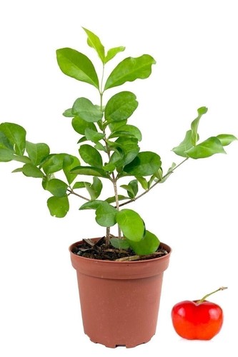 Barbados Cherry Tree - Live Plant in 4 Inch Grower's Pot - Malpighia Emarginata - Picture 1 of 5