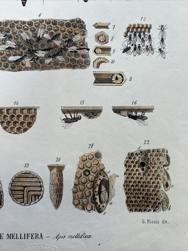 Beekeeping, Bees, Hive, Favi Lithography Original Nineteenth Century - Picture 5 of 8