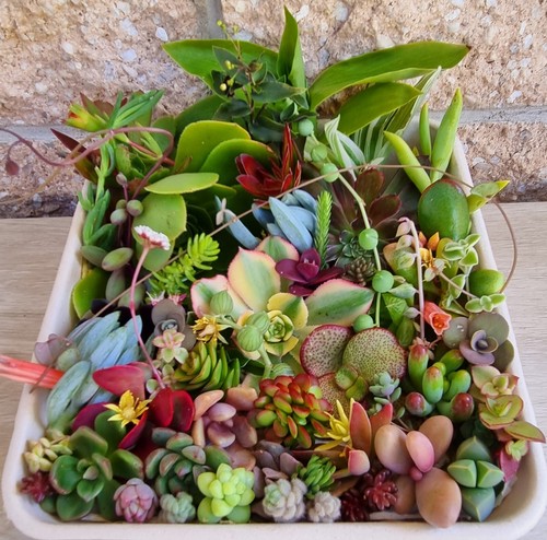 SUCCULENTS Cuttings Echeveria Sedum Senecio Collectors Mix Colour Rosette Pack - Picture 11 of 12