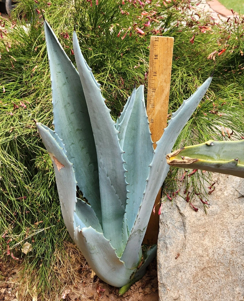 Agave Americana Agave Cactis&Succulents for sale | eBay