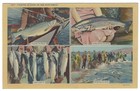 Fishing Is Good In The Northwest Linen Postcard Salmon Chinook Steelhead