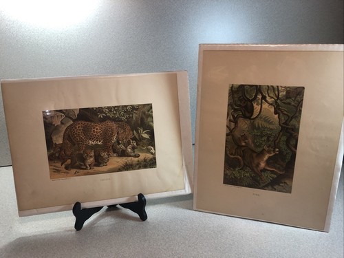 Lot of 2 Selmar Hess Chromolithograph Prints "LEOPARD" & "PUMA" N.Y. 5x8