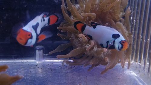 Clownfish: Picasso Onyx Premium pair! -HOSTING - WYSIWYG! $25 Anemone offer: C2 - Video 1 of 1