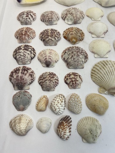Sea Shell Lot Diff Sizes Gibbous Scallop Cockle Clams Various Colors 30+ Shells - Picture 2 of 12