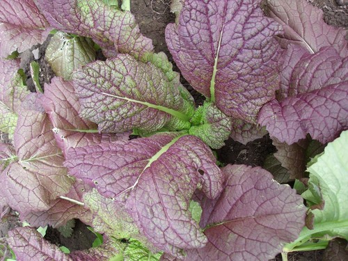 Mustard Giant Red 300 seeds Asian Greens vegetable garden - Picture 4 of 4