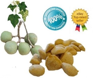 nuez-de-la-india-1-pack-of-12-seeds-100-Original-Fresh-Guaranteed-quema-grasa