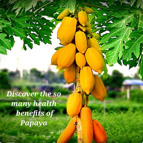 50 Papaya Seeds, Plus 15 Free Seeds, Proven Sweet, Healthy, Free Shipping - Picture 2 of 4
