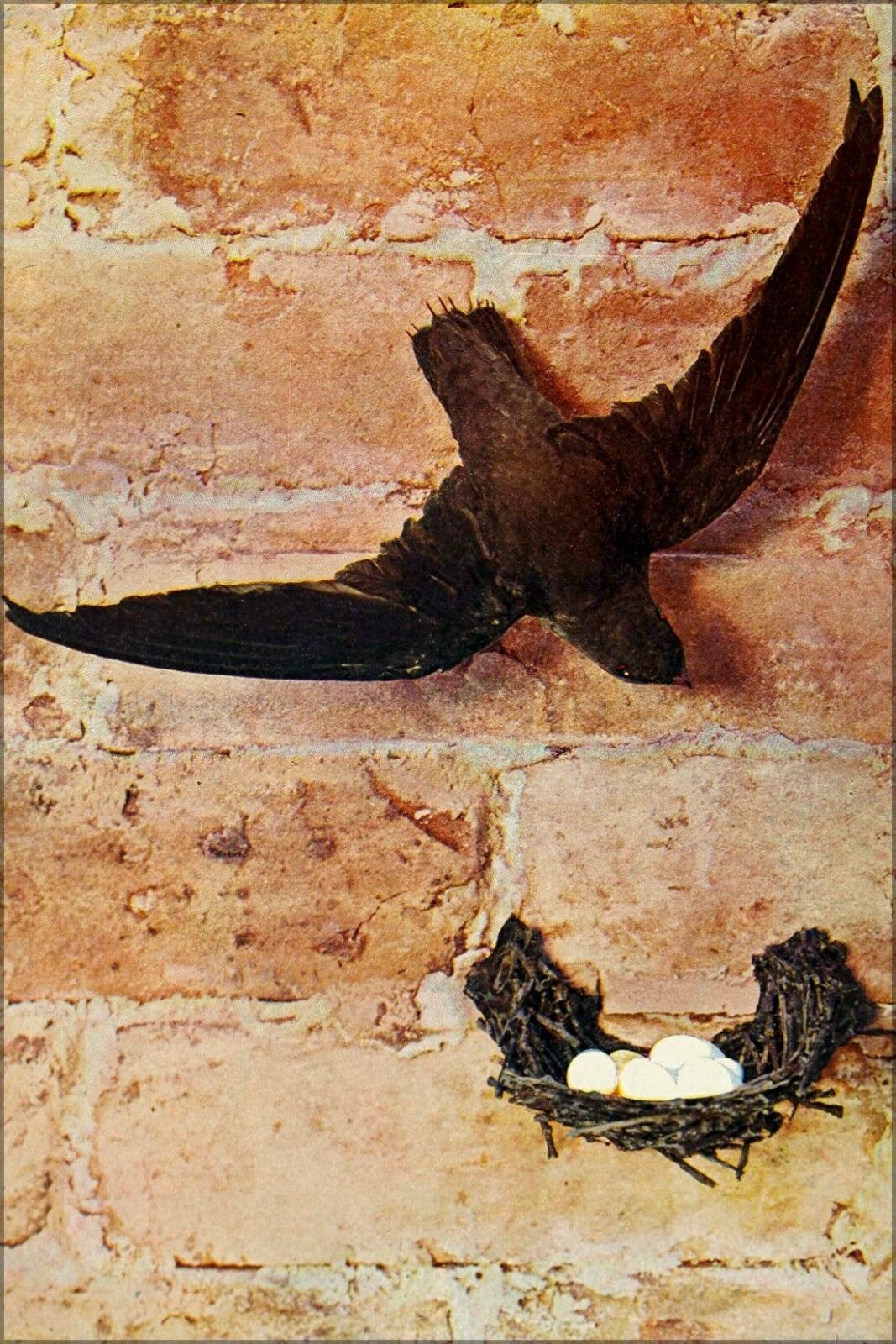 Plakat, Viele Größen; Chaetura Pelagica ( Kamin Schnell) 1900 Plakat, Viele Größen; Chaetura Pelagica ( Kamin Schnell) 1900