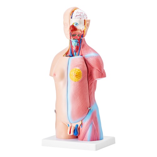 VEVOR Modello Anatomico del Corpo Umano Organi Rimovibili Anatomici 23 Pezzi - Imagen 9 de 12