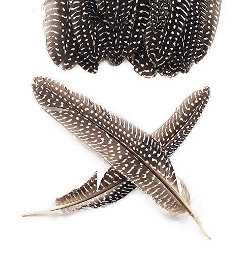 6-9 inch Guinea Wing Plumage Feather for Guinea wing plumage Feather Natural - Picture 5 of 6