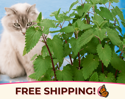 #ad 3800 Catnip Herb Seeds Non GMO Herb Garden For Growing Cat Plants amp; Cat Toy $5.99
