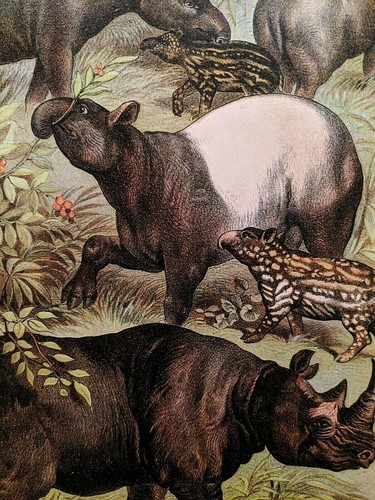 1880 Henry J Johnson Rhinoceros Tapir Plate XXXIV Ungulata Art Print Matted - Picture 3 of 6