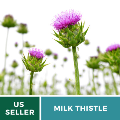 Milk Thistle Seeds Medicinal Plant Liver Rebuilding Edible 25 Seeds Milk Thistle Seeds Medicinal Plant Liver Rebuilding Edible 25 Seeds