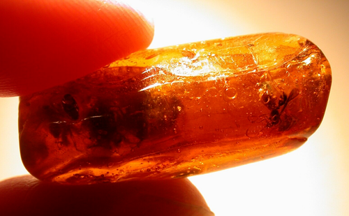SWARM of 15 Winged Ants with Water Enhydros in Dominican Amber Fossil Stalactite - Picture 3 of 16