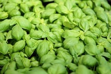 Organic Sweet Basil Herb Seeds, Heirloom, FRESH stock