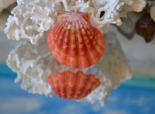 Bright Red Hawaiian Sunrise Shell Pendant made with Sterling Silver - Picture 4 of 12