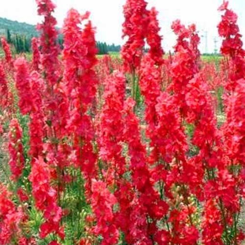 GIANT DELPHINIUM 25+ FLOWER SEEDS MIX / PERENNIAL - Picture 3 of 4